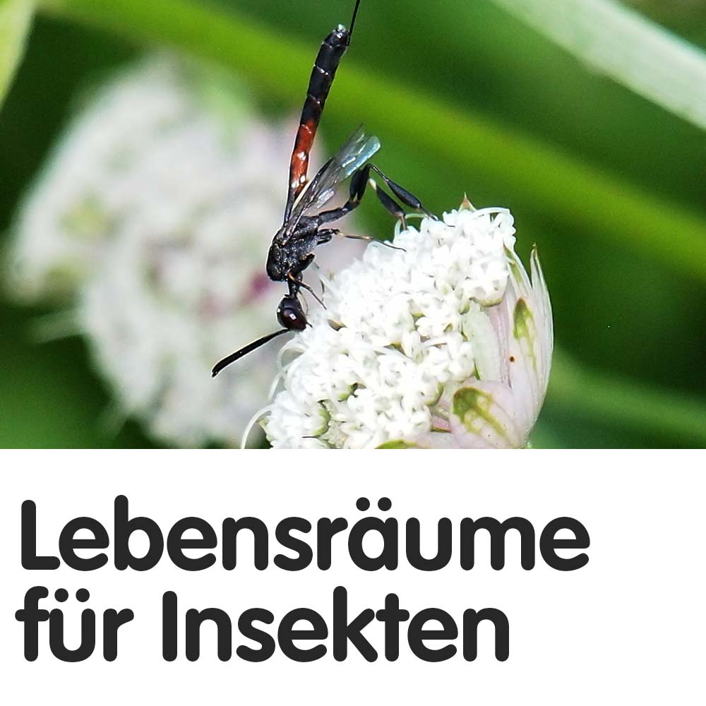 Lebensräume für Insekten