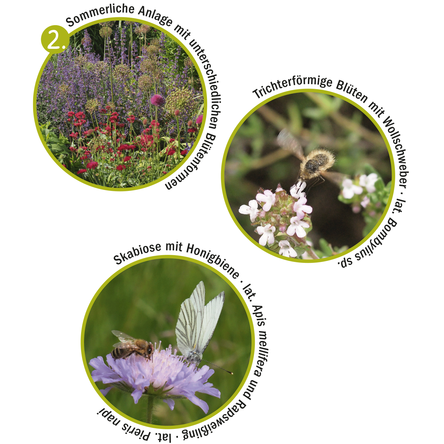 Insektenfreundlicher Garten