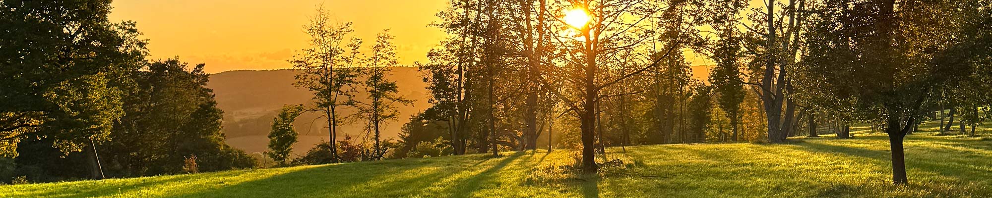 Sonnenuntergang hinter Bäumen