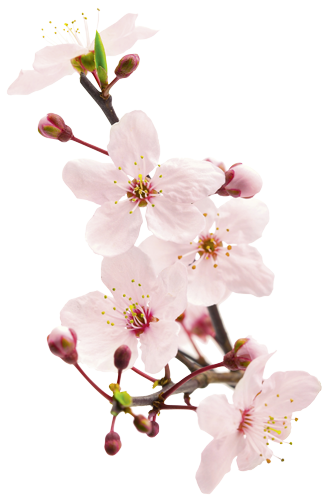 Kirschbl&uuml;ten