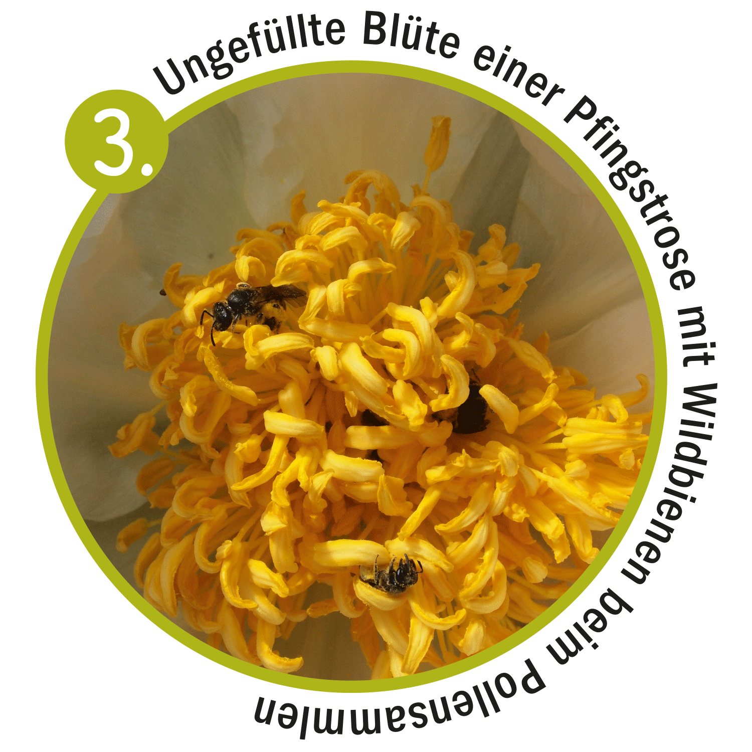 Insektenfreundlicher Garten