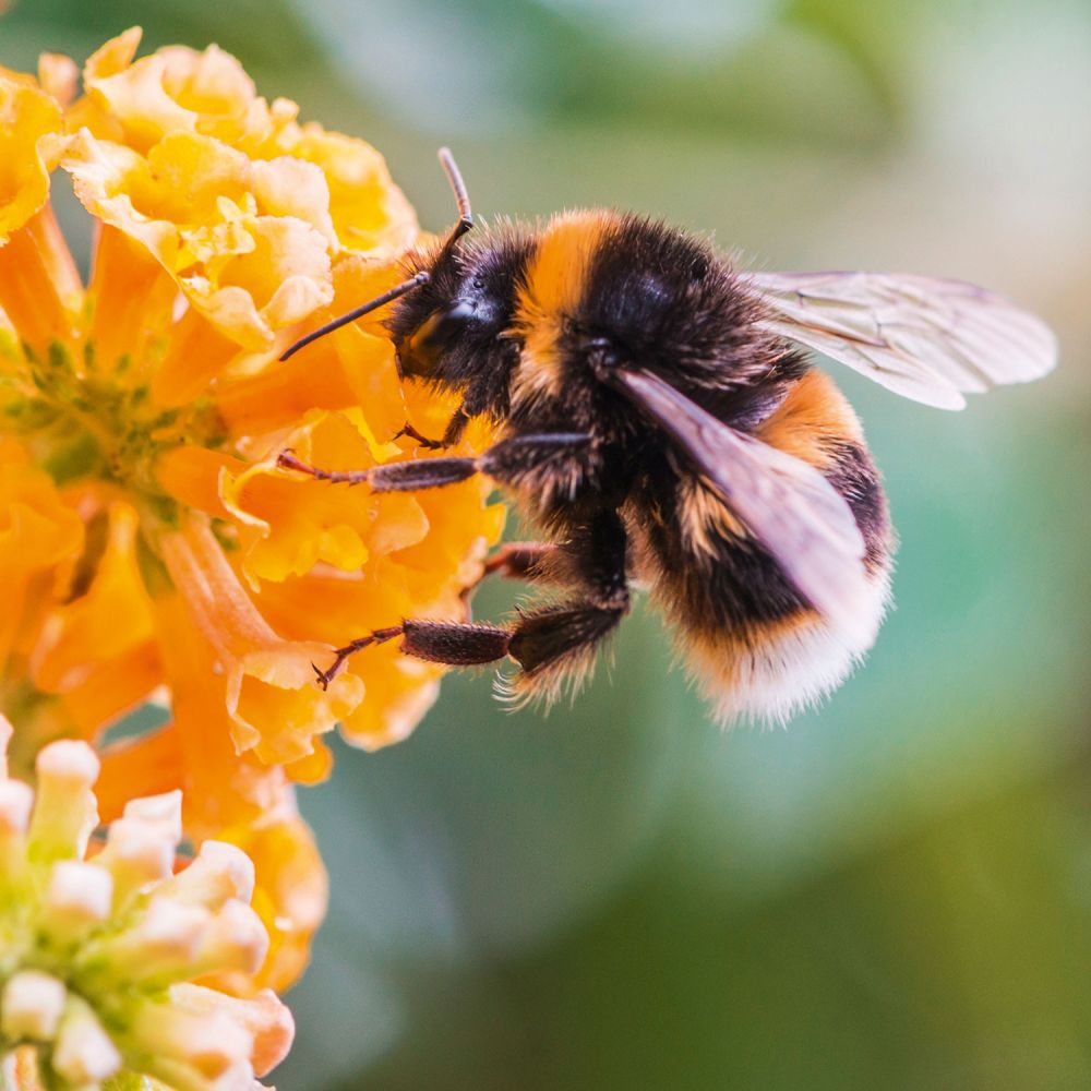 Hummel lat. Bombus