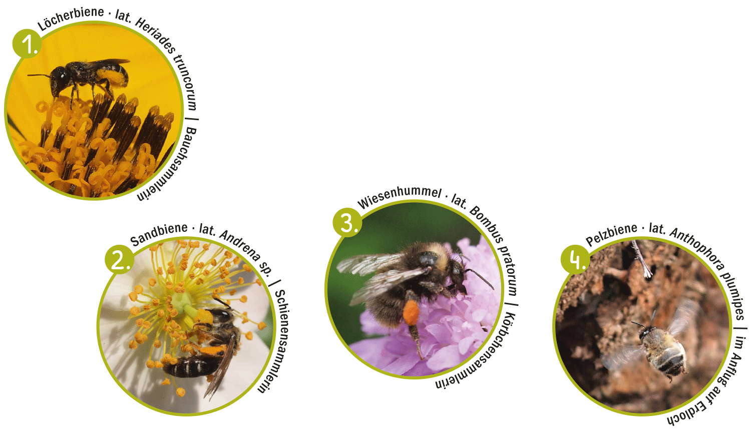 Wildbienenart