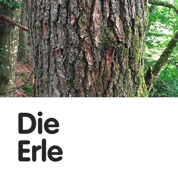 Erle