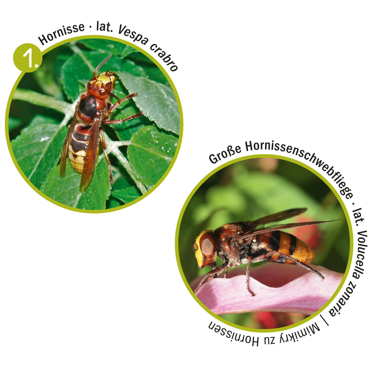 Hornissen Hornisse und Große Hornisseschwebfliege