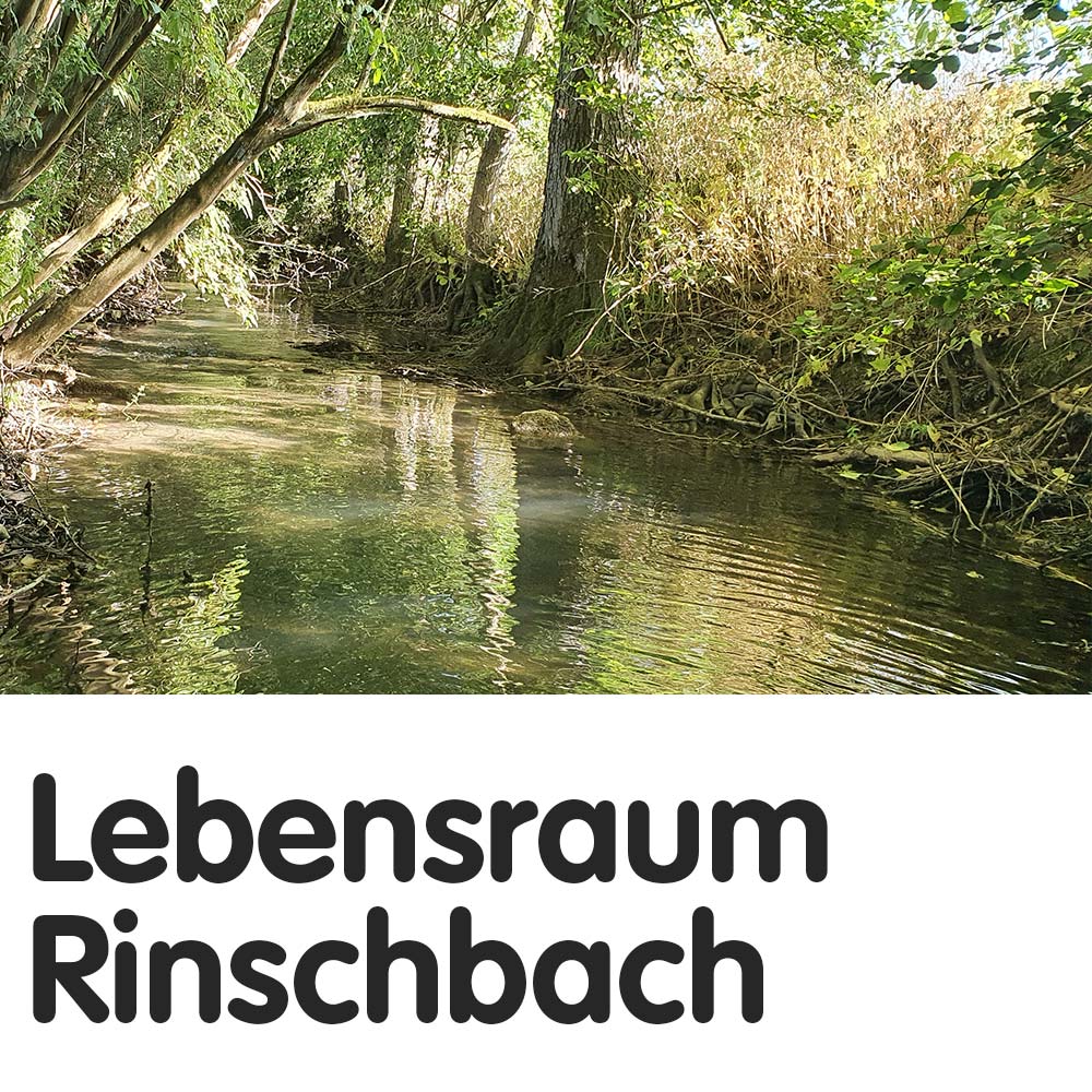 Lebensraum Rinschbach