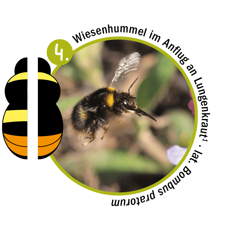 Wiesenhummel im Flug