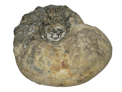 Ceratitis nodosus: Steinkern (Bild: Kammerer)