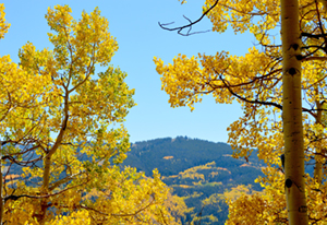 Bl&auml;tter im Herbst