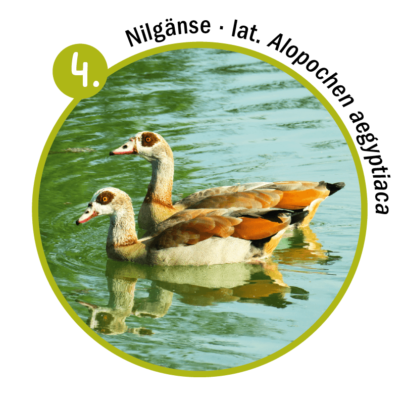 Nilg&auml;nse