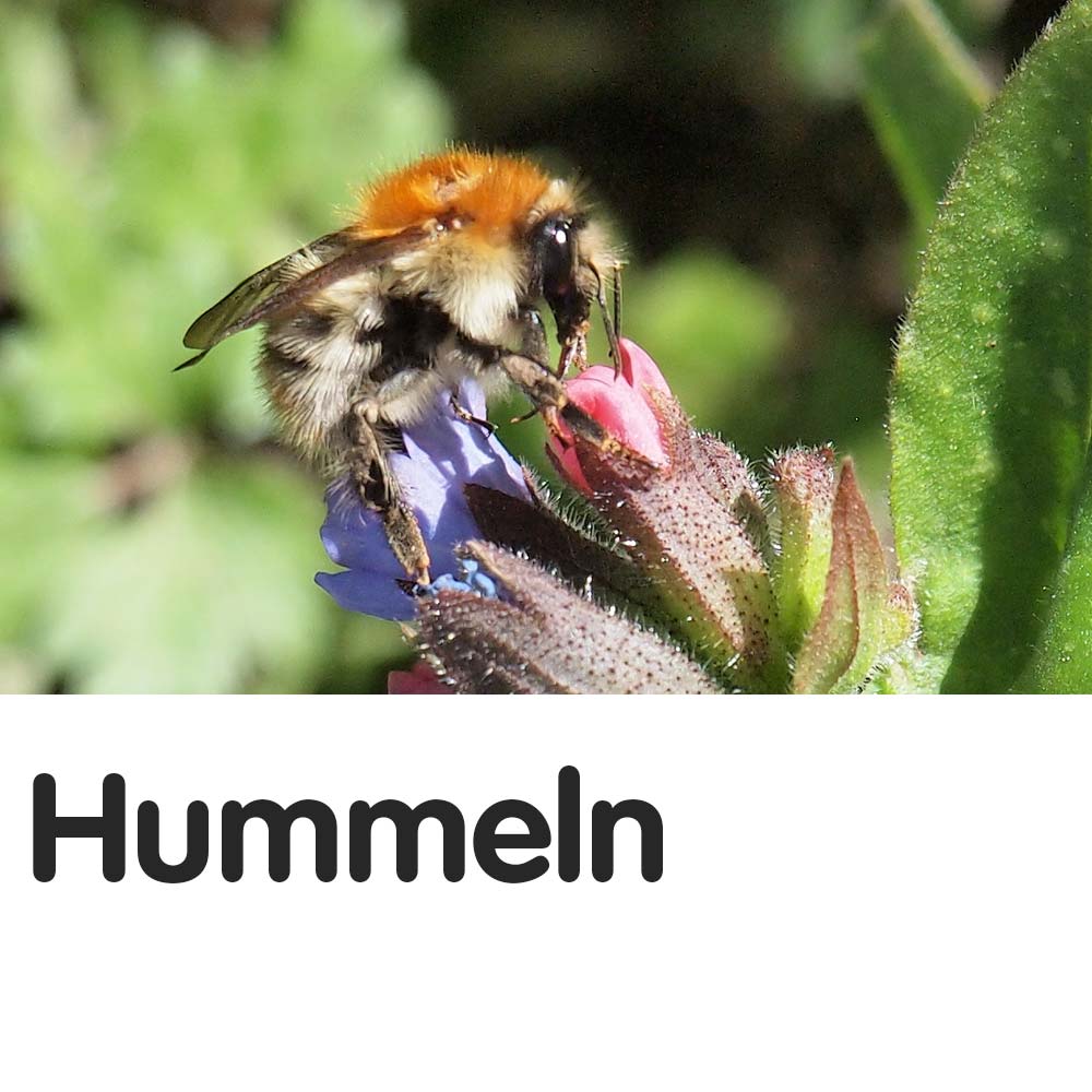 Hummeln