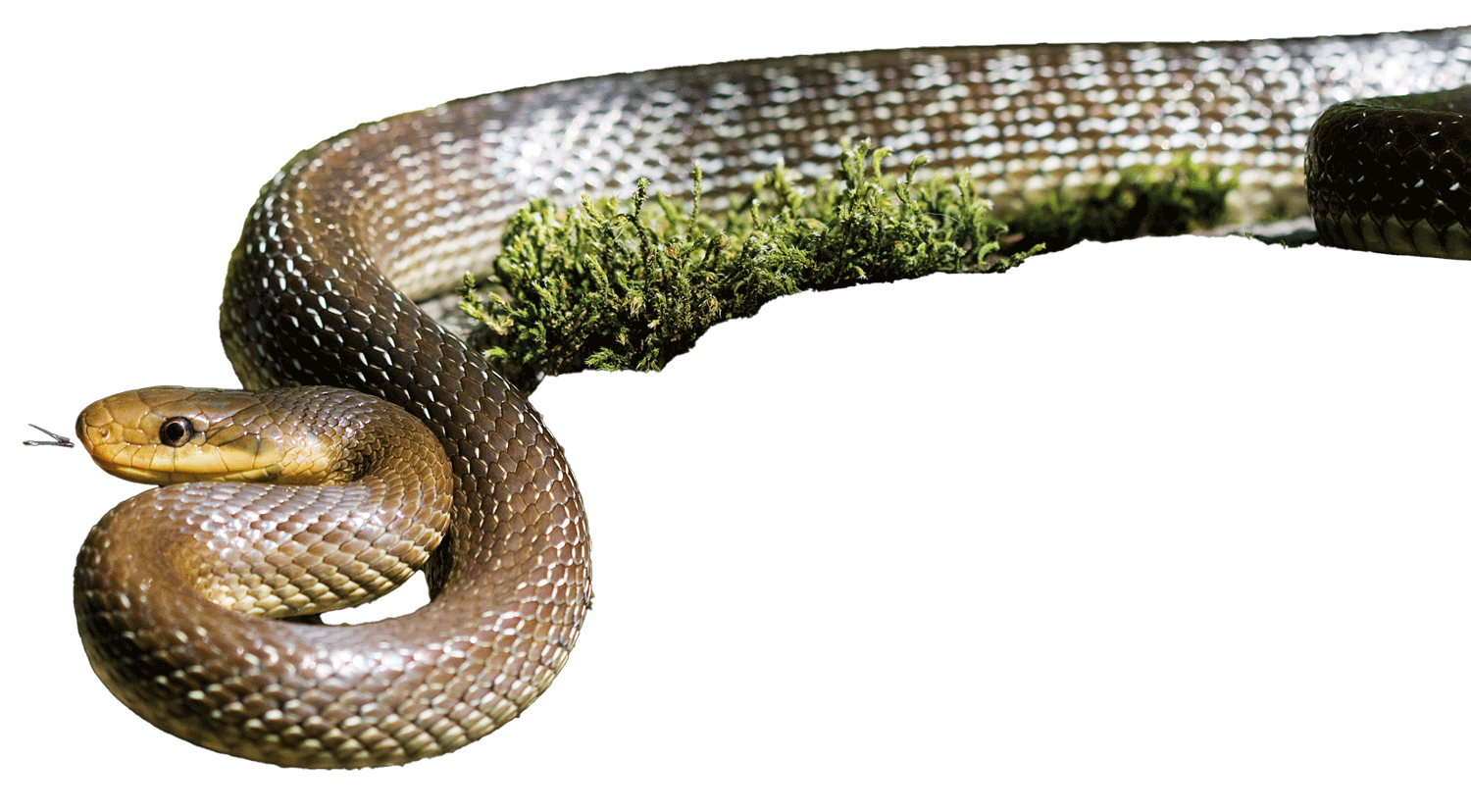 Äskulapnatter Foto: Wikipedia.de FelixReimann