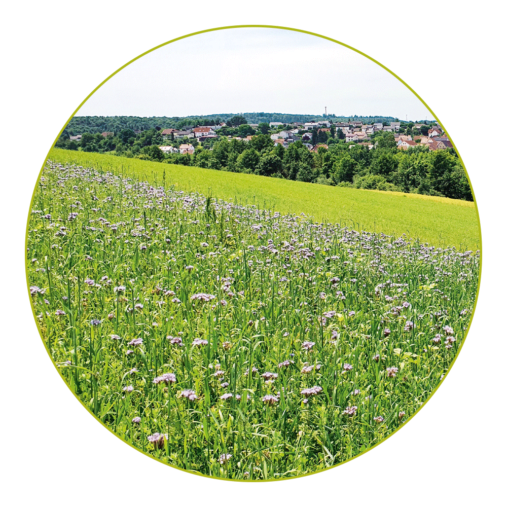 Bl&uuml;tenwiese