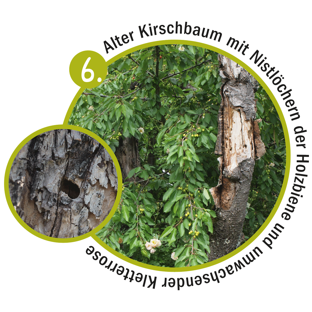 Alter Kirschbaum