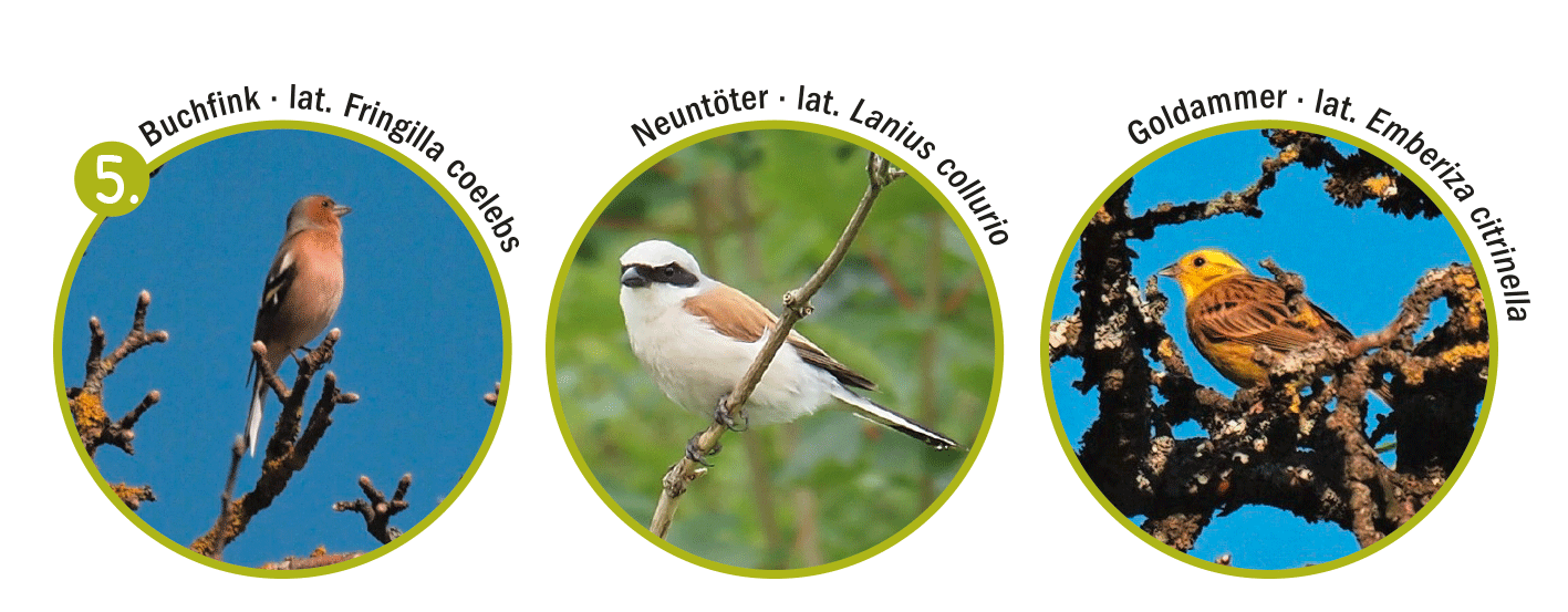 Vögel auf Streuobstwiesen Vögel Buchfink, Neuntöter und Goldammer (5)