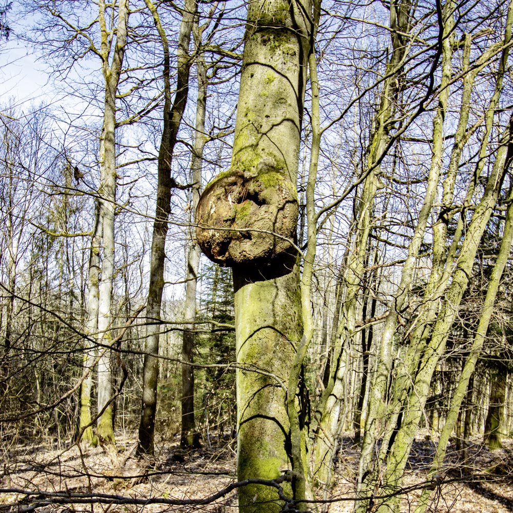 Gro&szlig;er Bollen an einem Baum