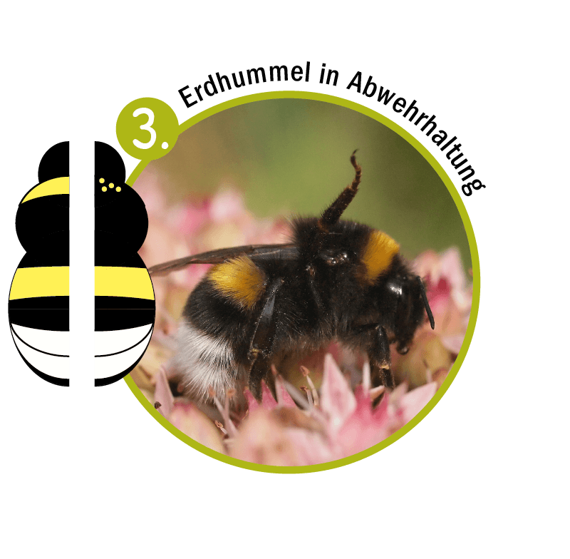 Erdhummel