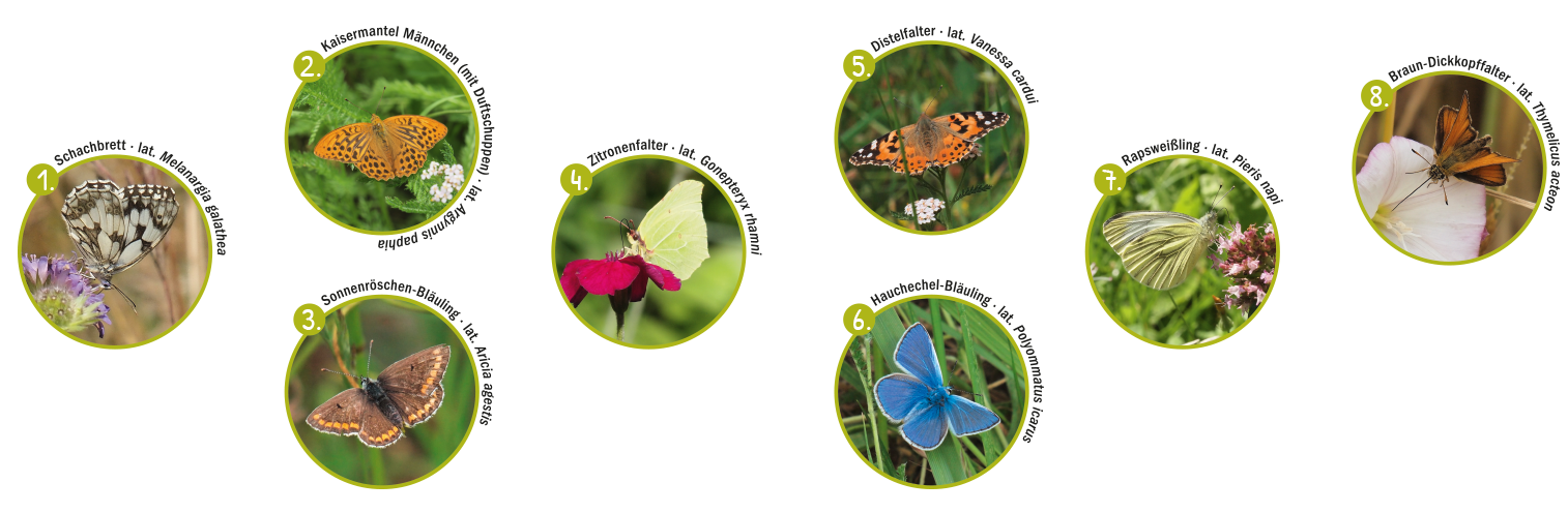Schmetterlinge Schmetterlingsarten