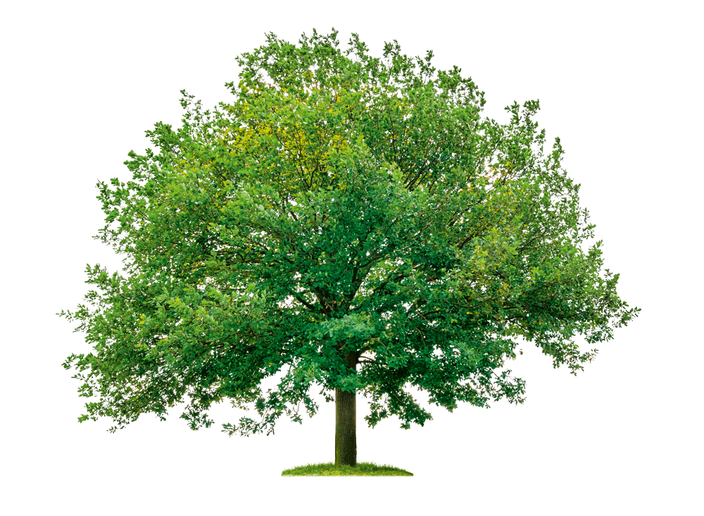 Baum
