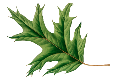 Roteichen Blatt