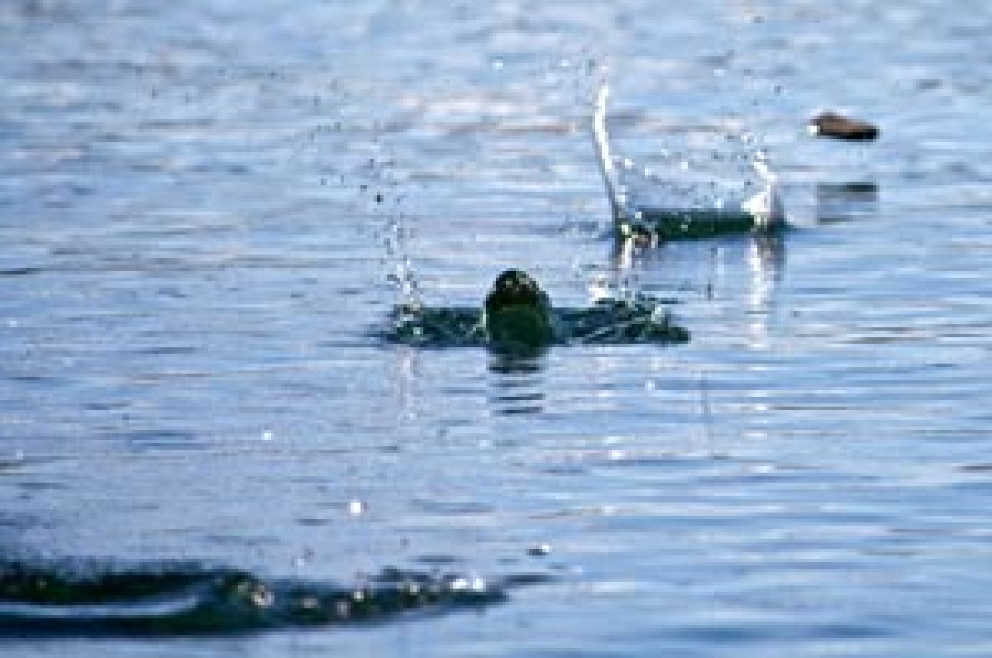 Steine ditschen auf dem Wasser