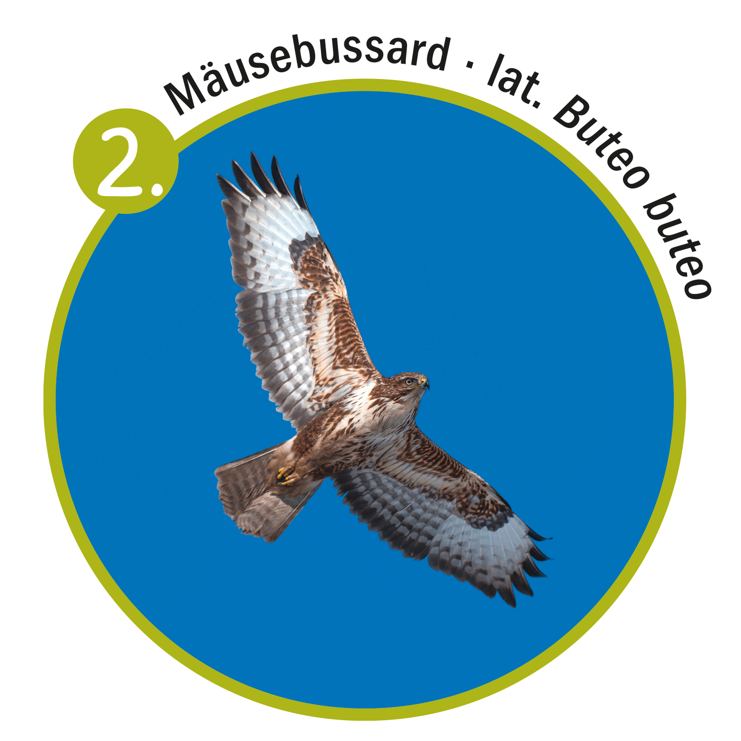M&auml;usebussard