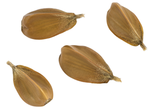 Buchensamen