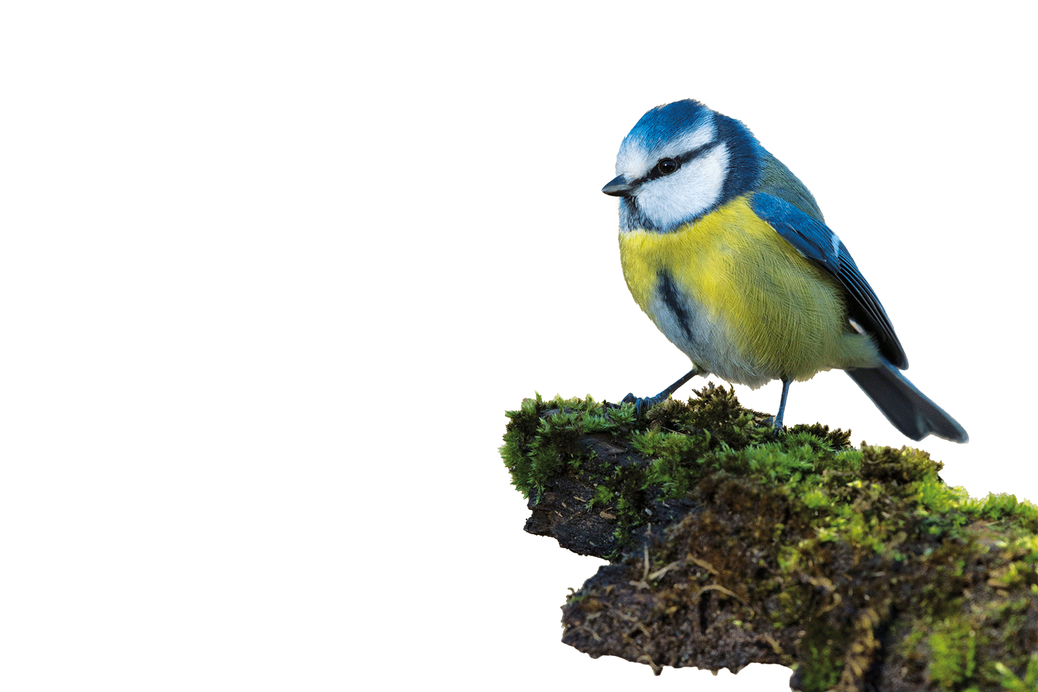Blaumeise Blaumeise
