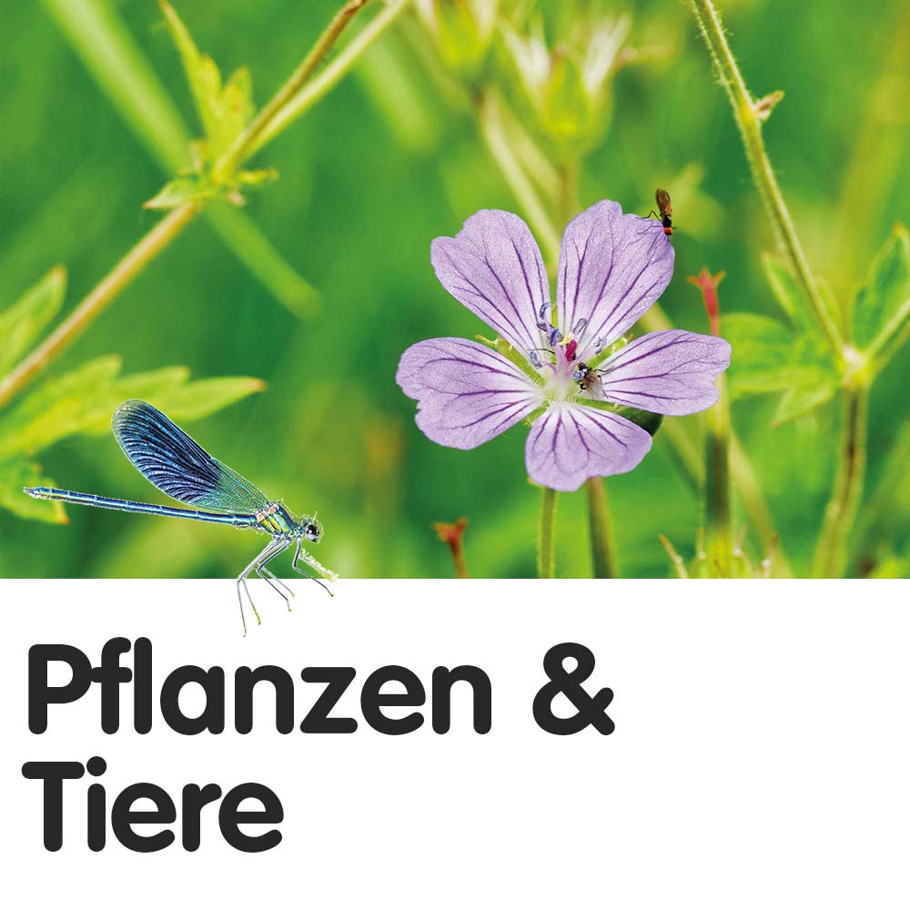 Einheimische Pflanzen & Tiere