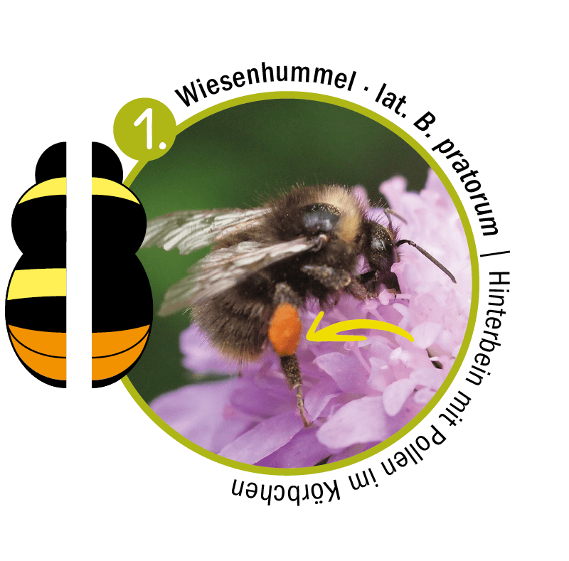 Wiesenhummel