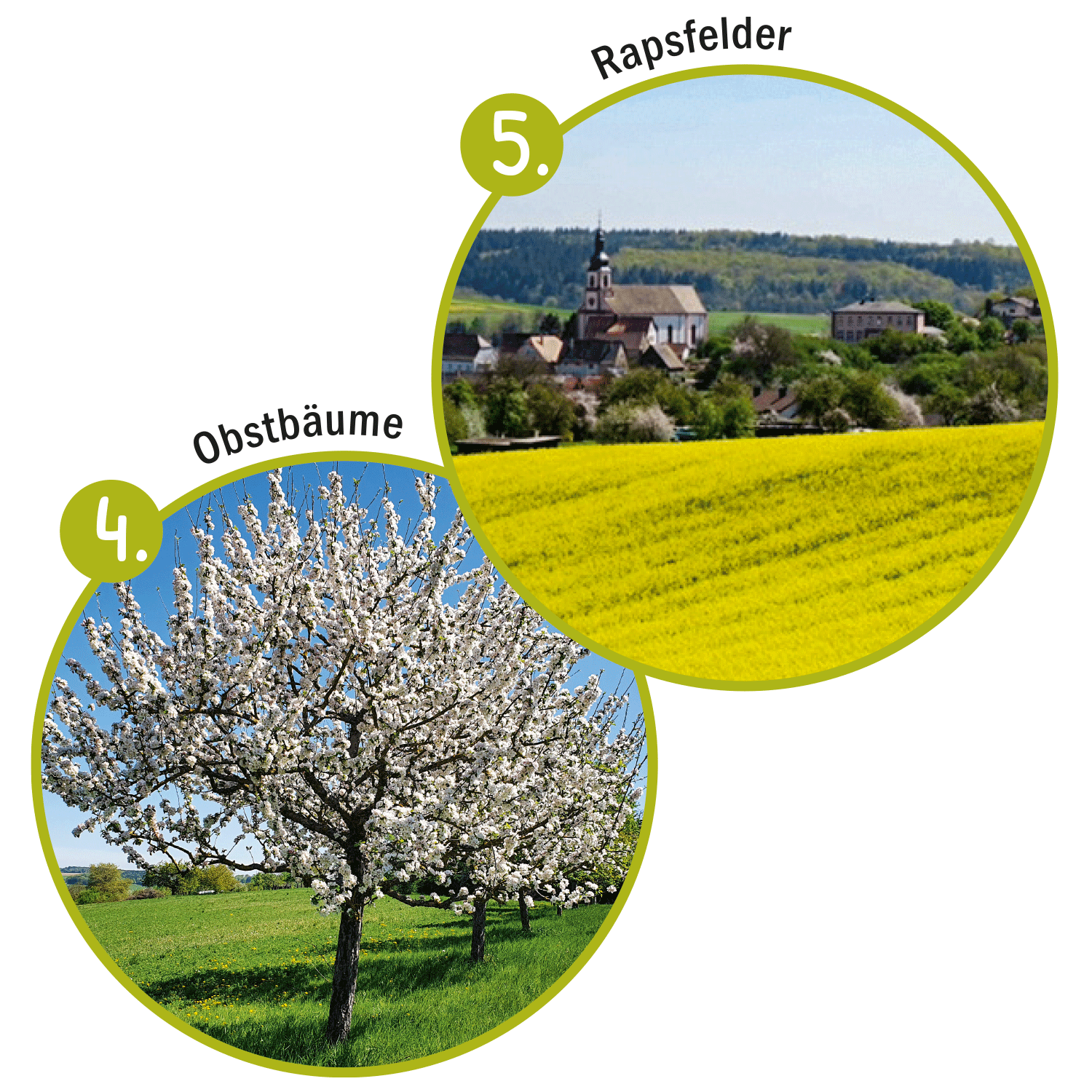 Raps und Obstb&auml;ume