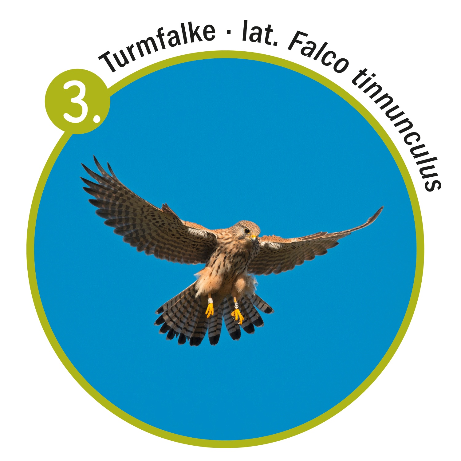 Turmfalke