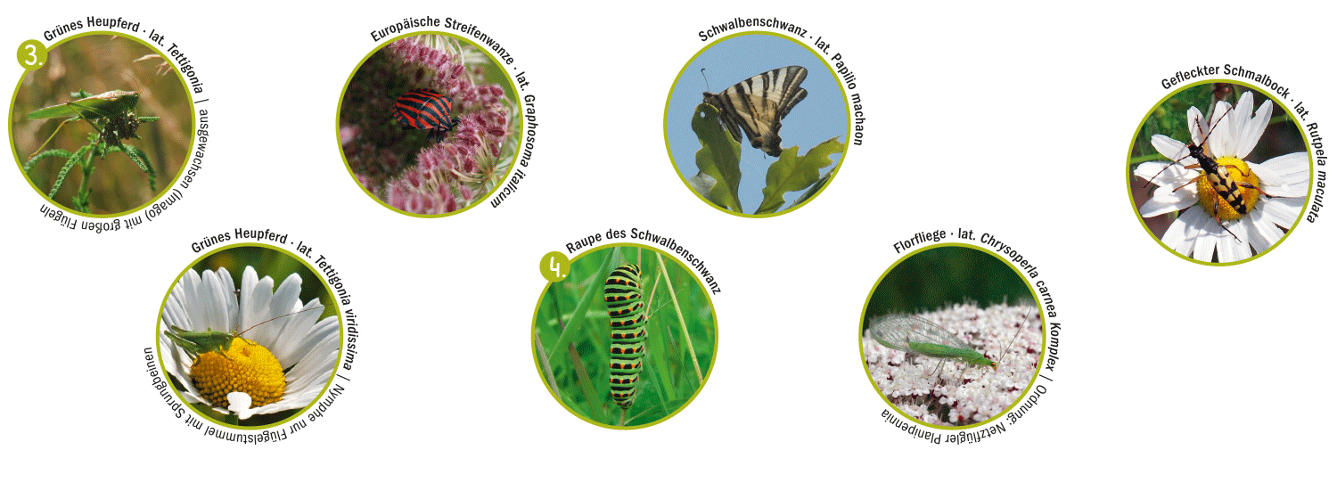 Entwicklung und Lebensraum Insekten auf Pflanzen 3 + 4