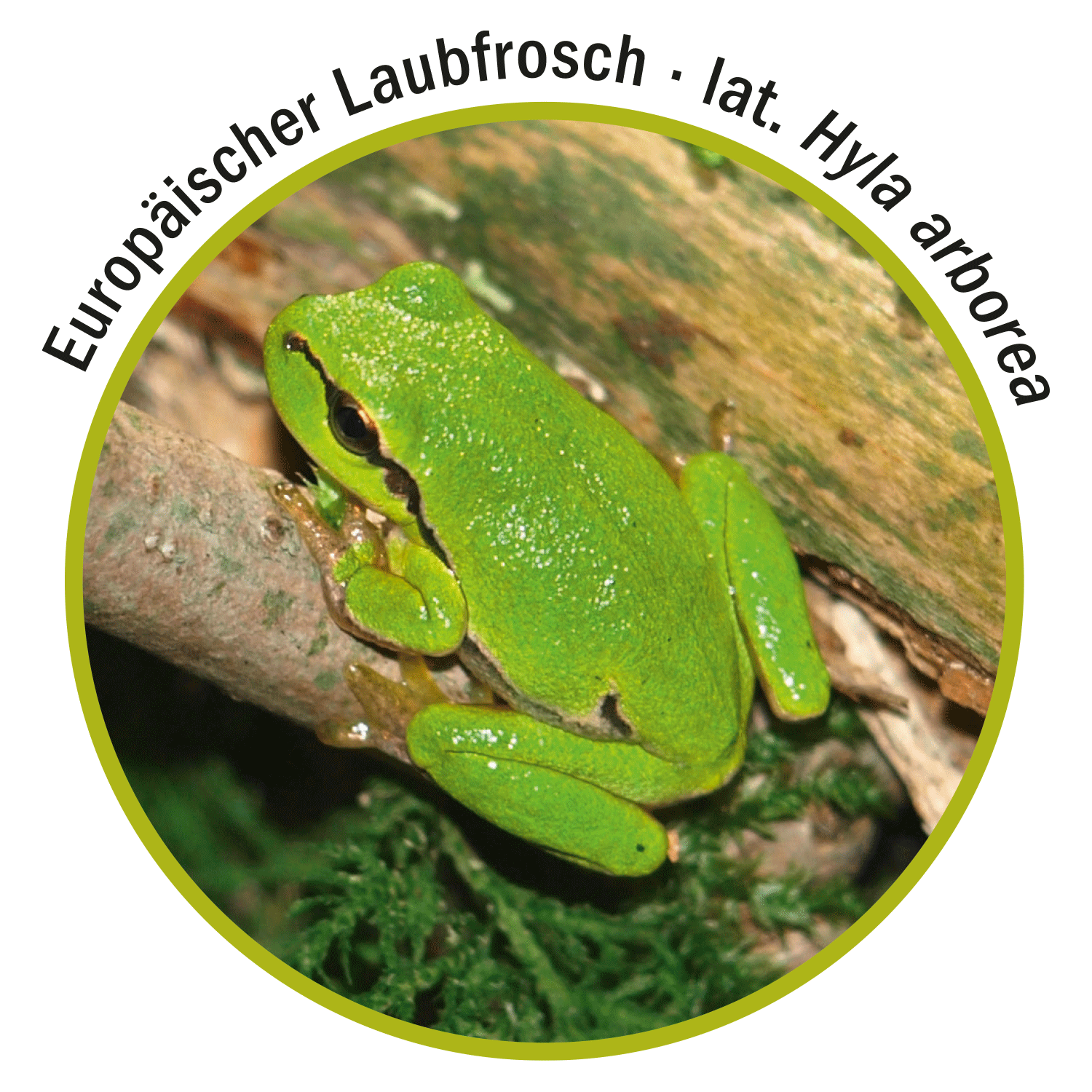 Europ&auml;ischer Laubfrosch