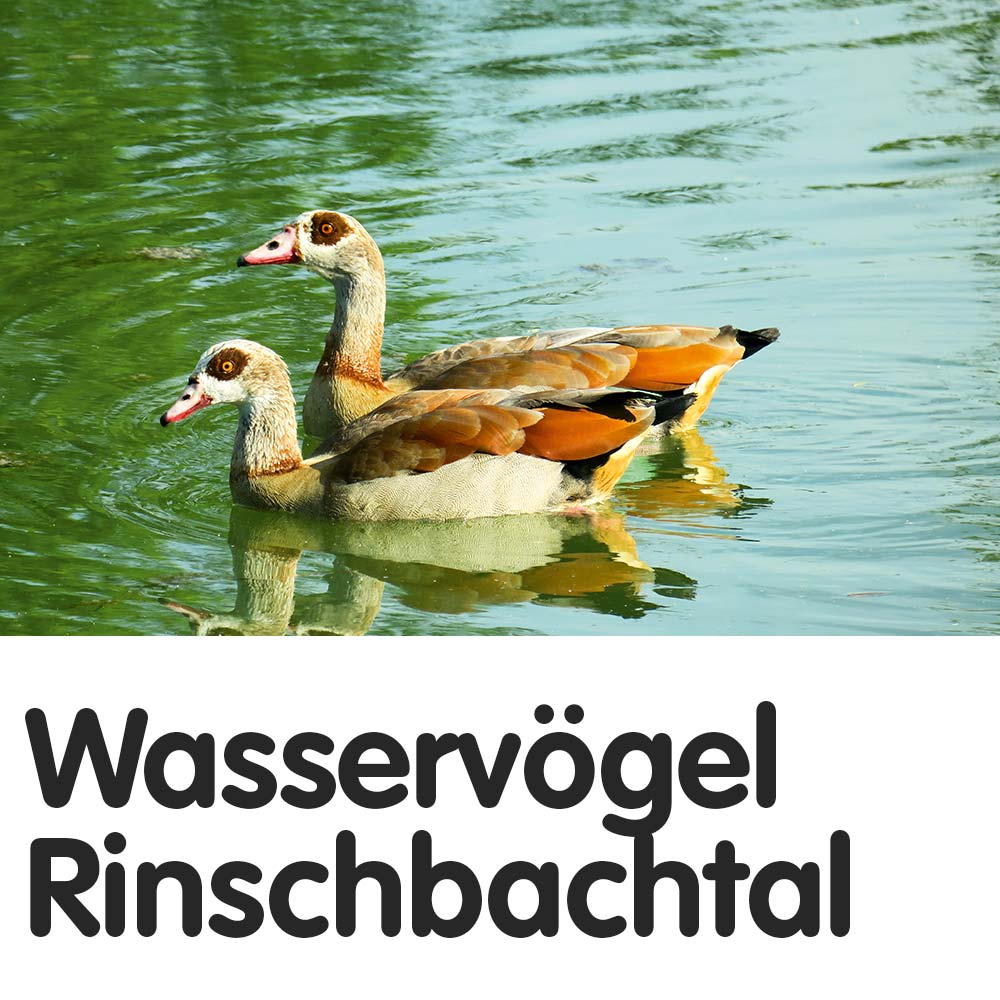 Wasservögel im Rinschbachtal
