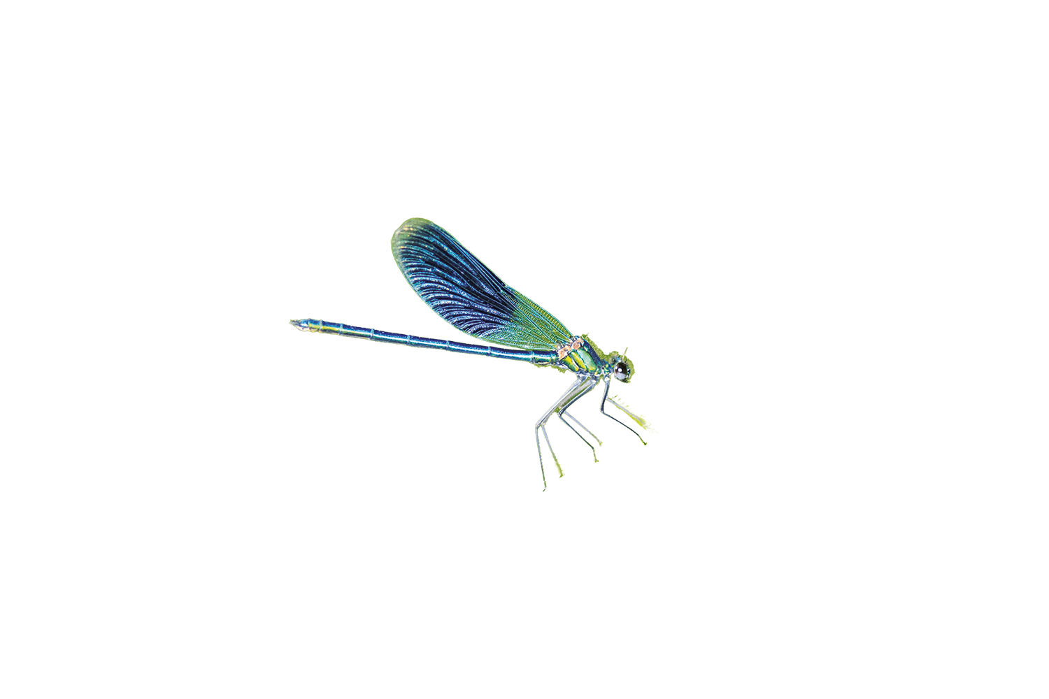 Blauflügel Prachtlibelle Blauflügel Prachtlibelle