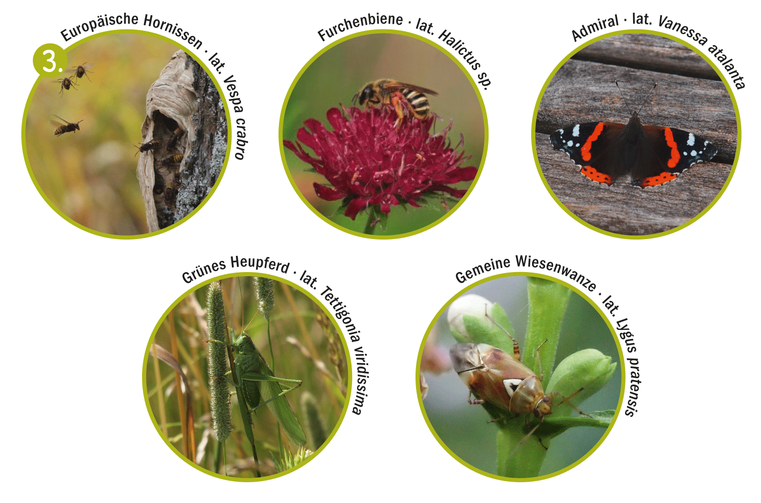 Insekten auf Streuobstwiesen Insekten auf Streuobstwiesen