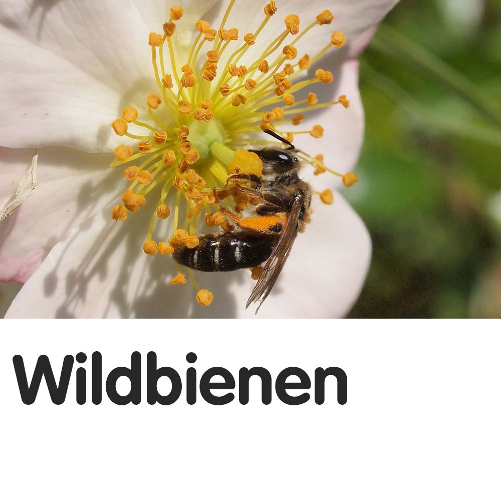 Wildbienen