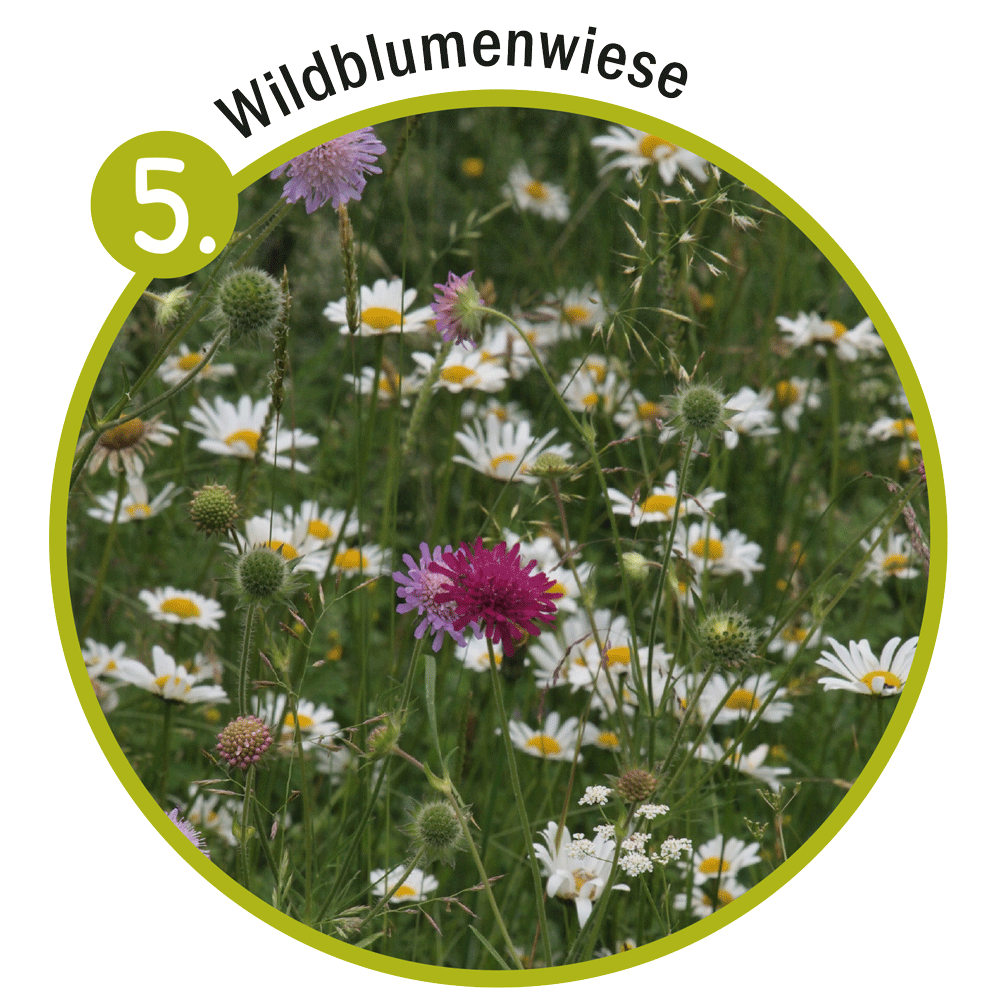 Insektenfreundlicher Garten