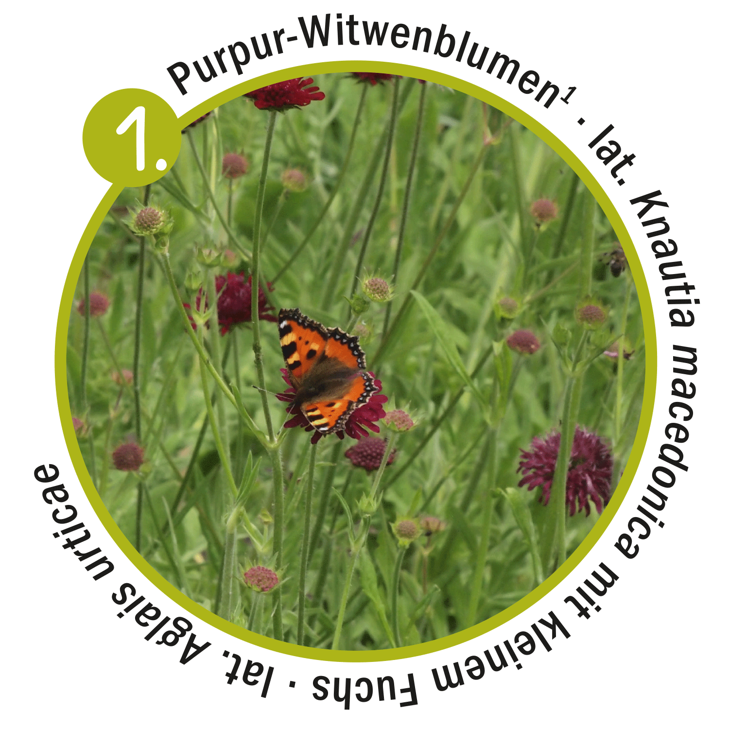 Insektenfreundlicher Garten
