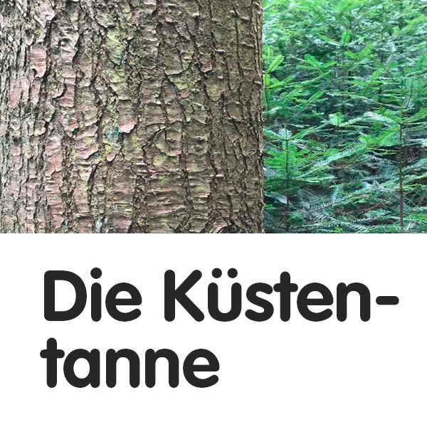 Küstentanne