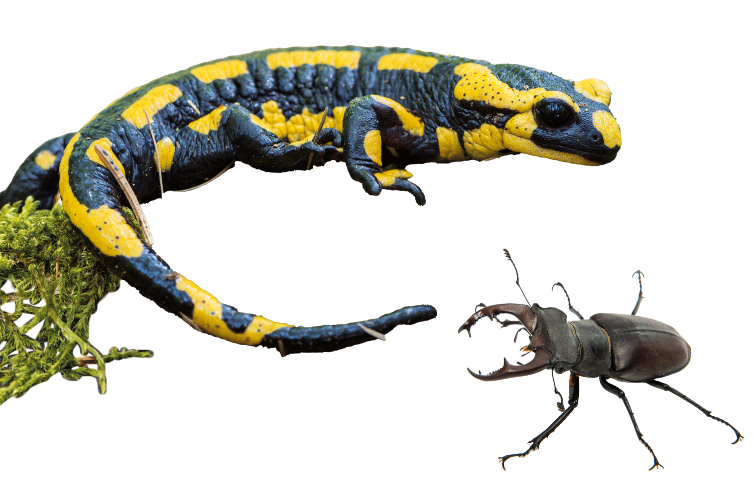 Biodiversität Feuersalamander und Hirschkäfer