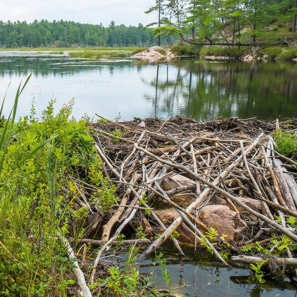 Biberdämme verändern die Landschaft