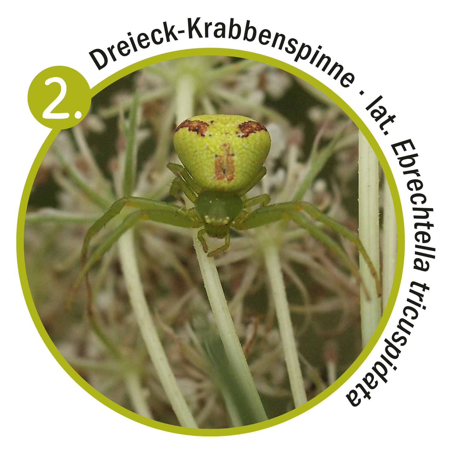 Dreieck Krabbenspinne