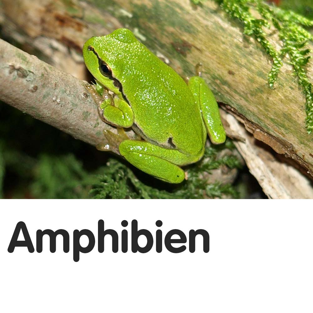 Amphibien