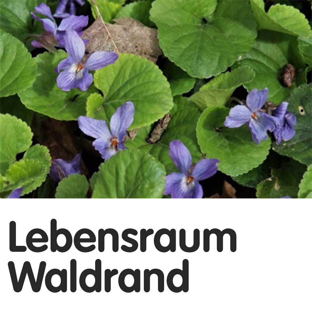 Lebensraum Waldrand