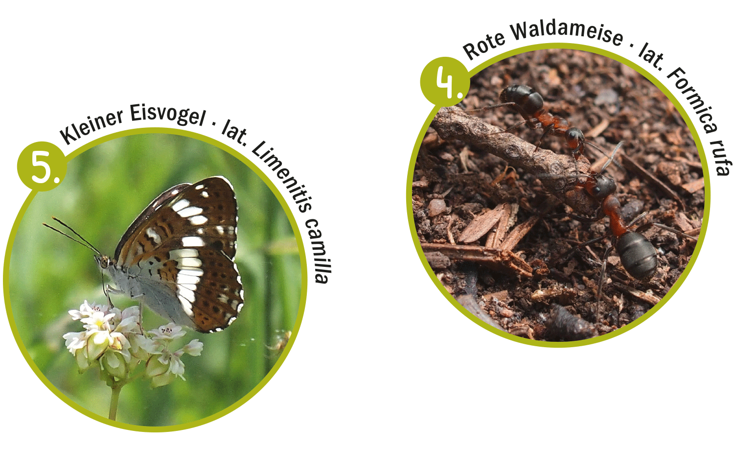 Waldrandbewohner Ameise und Schmetterling