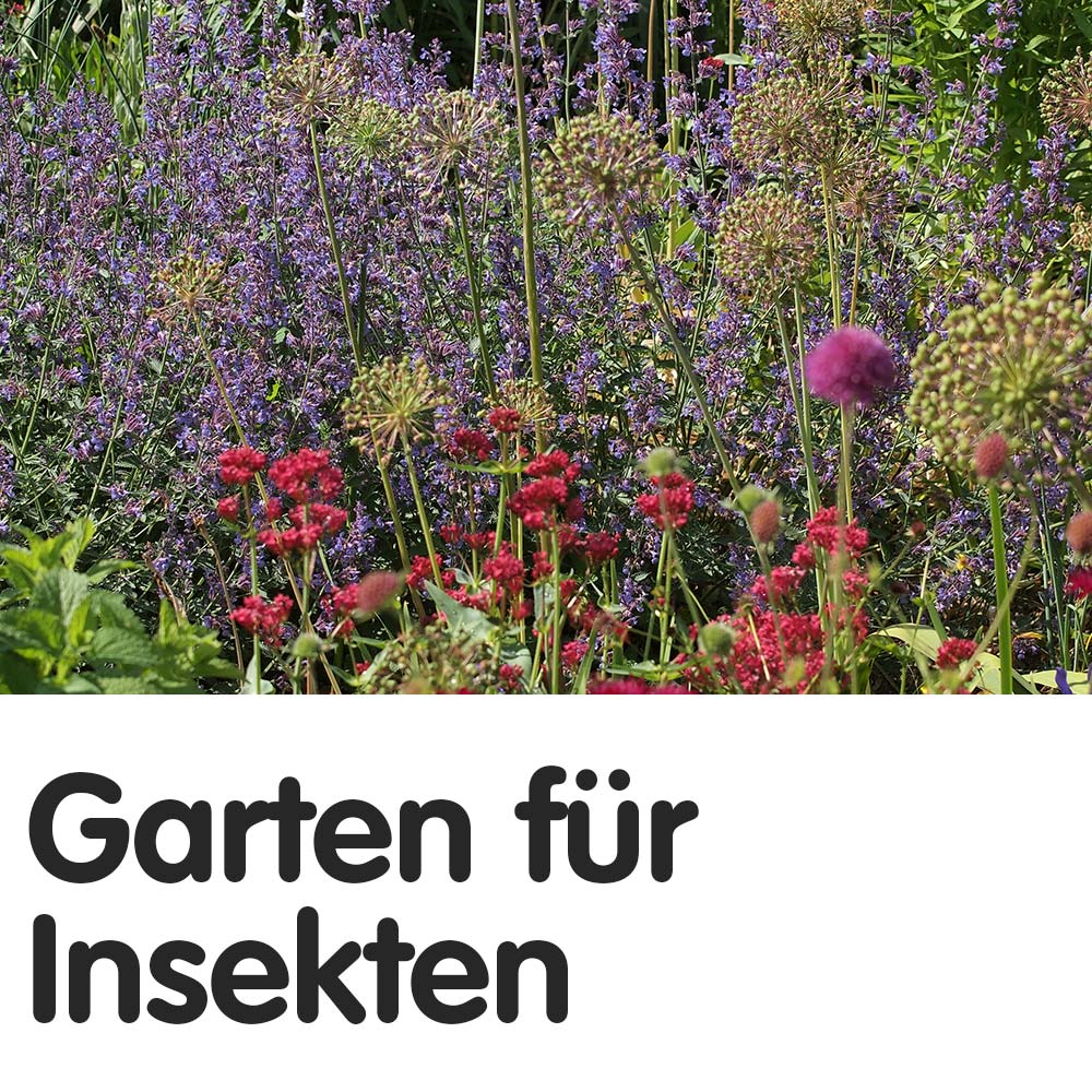 Insektenfreundlicher Garten