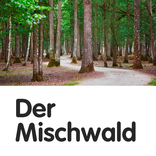 Mischwald