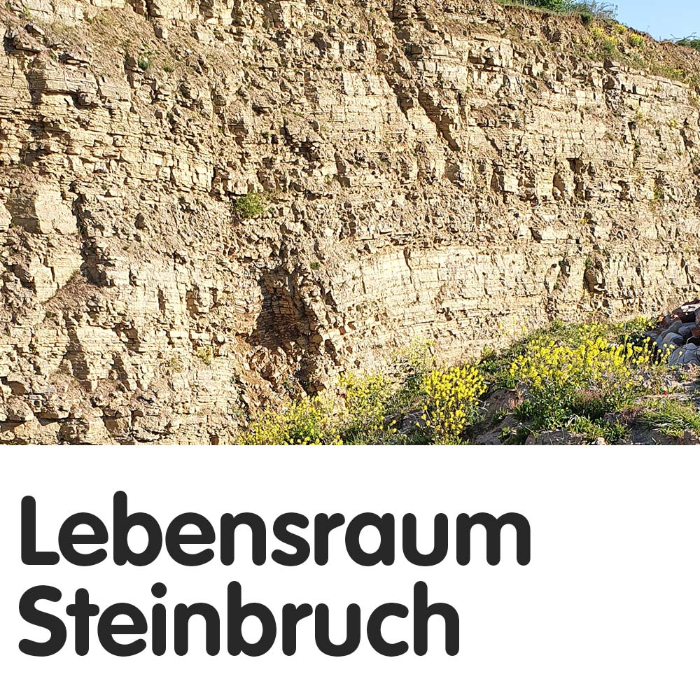 Lebensraum Steinbruch